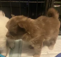 Cutie pie, a female Pomeranian for sale in Saucier, MS – 9 of 10