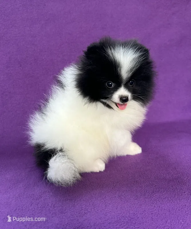 Orpheus (Orphy) – Pomeranian puppy for sale in Saint Louis, MO