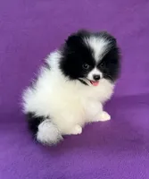 Orpheus (Orphy), a male Pomeranian for sale in Saint Louis, MO – 1 of 5