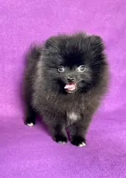 Circe, a female Pomeranian for sale in Saint Louis, MO – 3 of 5