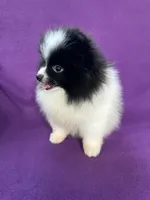 Orpheus (Orphy), a male Pomeranian for sale in Saint Louis, MO – 4 of 5