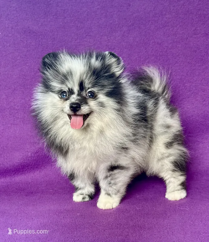 Electra – Pomeranian puppy for sale in Saint Louis, MO