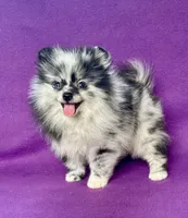 Electra, a female Pomeranian for sale in Saint Louis, MO – 1 of 6