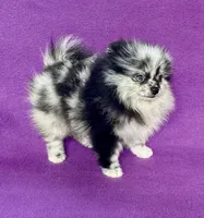 Electra, a female Pomeranian for sale in Saint Louis, MO – 3 of 6