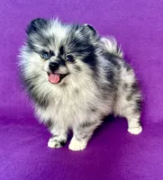 Electra, a female Pomeranian for sale in Saint Louis, MO – 5 of 6