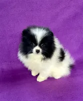 Orpheus (Orphy), a male Pomeranian for sale in Saint Louis, MO – 5 of 5