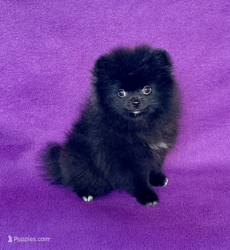 Circe – Pomeranian puppy for sale in Saint Louis, MO