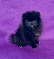 Circe, a female Pomeranian for sale in Saint Louis, MO – 1 of 5