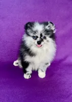 Electra, a female Pomeranian for sale in Saint Louis, MO – 6 of 6