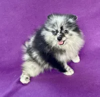 Electra, a female Pomeranian for sale in Saint Louis, MO – 4 of 6