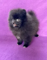 Circe, a female Pomeranian for sale in Saint Louis, MO – 5 of 5