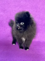 Circe, a female Pomeranian for sale in Saint Louis, MO – 4 of 5