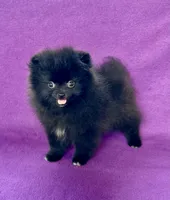 Circe, a female Pomeranian for sale in Saint Louis, MO – 2 of 5