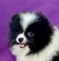 Orpheus (Orphy), a male Pomeranian for sale in Saint Louis, MO – 3 of 5
