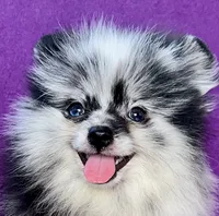 Electra, a female Pomeranian for sale in Saint Louis, MO – 2 of 6