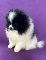 Orpheus (Orphy), a male Pomeranian for sale in Saint Louis, MO – 2 of 5