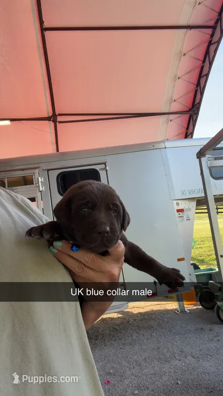 UK Blue collar – Labrador Retriever puppy for sale in Georgetown, KY