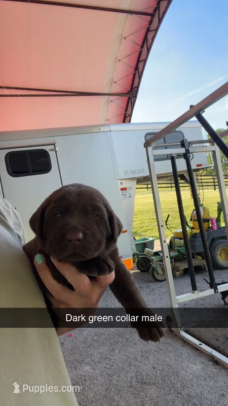 Dark Green Collar – Labrador Retriever puppy for sale in Georgetown, KY