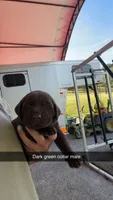 Dark Green Collar, a male Labrador Retriever for sale in Georgetown, KY – 1 of 1