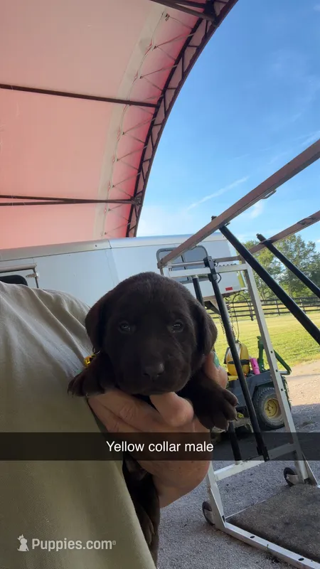 Yellow collar – Labrador Retriever puppy for sale in Georgetown, KY