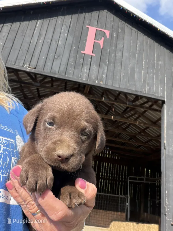 Grey Collar – Labrador Retriever puppy for sale in Georgetown, KY
