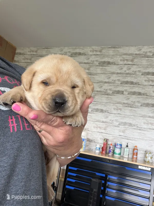 Orange Collar – Labrador Retriever puppy for sale in Georgetown, KY