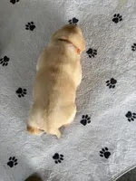 Orange Collar, a male Labrador Retriever for sale in Georgetown, KY – Photo 2 of 2