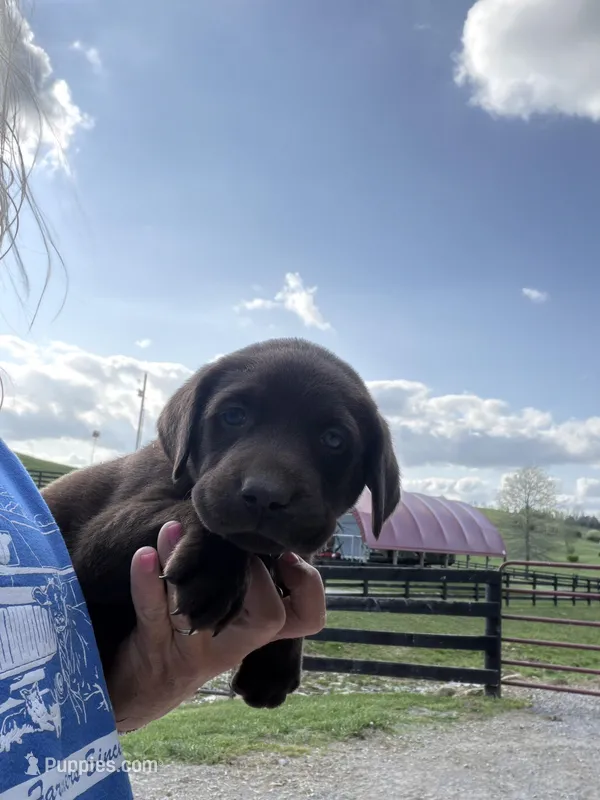 Neon Green Collar – Labrador Retriever puppy for sale in Georgetown, KY