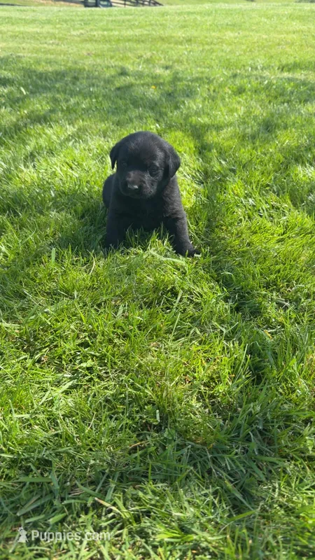 Pink collar – Labrador Retriever puppy for sale in Georgetown, KY