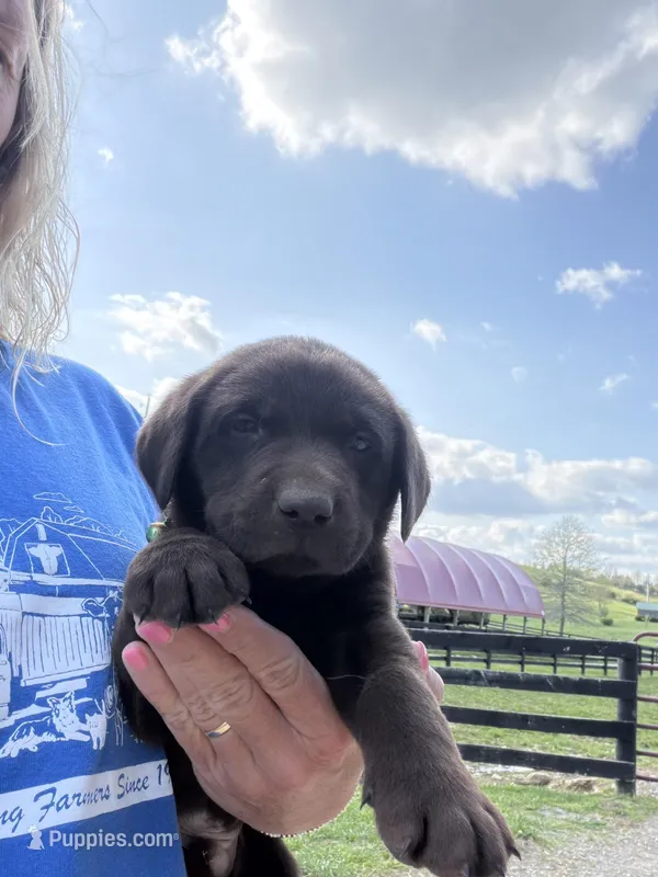 Light Green Collar – Labrador Retriever puppy for sale in Georgetown, KY