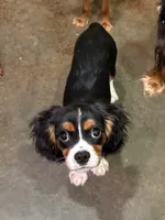 Jack, a male Cavalier King Charles Spaniel for sale in Skiatook, OK – 3 of 3