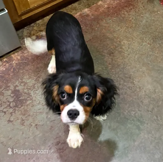 Jack – Cavalier King Charles Spaniel puppy for sale in Skiatook, OK