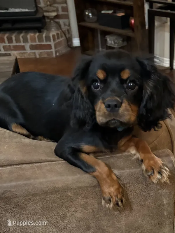 Julia – Cavalier King Charles Spaniel puppy for sale in Skiatook, OK