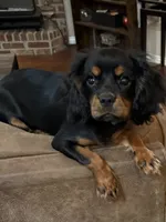 Julia, a female Cavalier King Charles Spaniel for sale in Skiatook, OK – 1 of 4