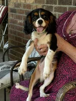 Jack, a male Cavalier King Charles Spaniel for sale in Skiatook, OK – 2 of 3