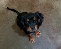 Julia, a female Cavalier King Charles Spaniel for sale in Skiatook, OK – 3 of 4