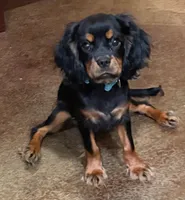 Julia, a female Cavalier King Charles Spaniel for sale in Skiatook, OK – 4 of 4