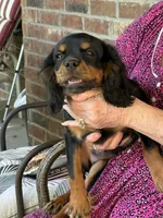 Julia, a female Cavalier King Charles Spaniel for sale in Skiatook, OK – 2 of 4