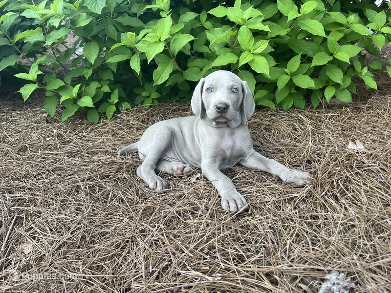 Red Collar Male – Weimaraner puppy for sale in Killen, AL