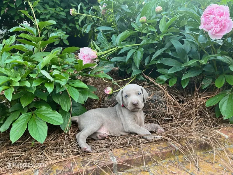 Red Collar Male, a male Weimaraner for sale in Killen, AL – Photo 1 of 1