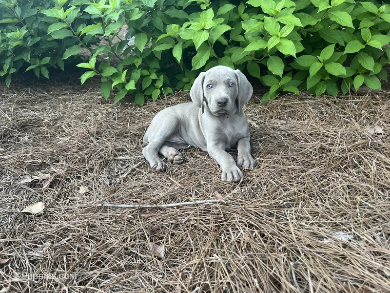 Purple Collar Female – Weimaraner puppy for sale in Killen, AL