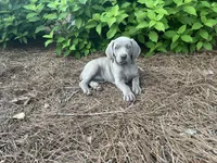 Red Collar Female (Previously Purple Collar), a female Weimaraner for sale in Killen, AL – 5 of 6