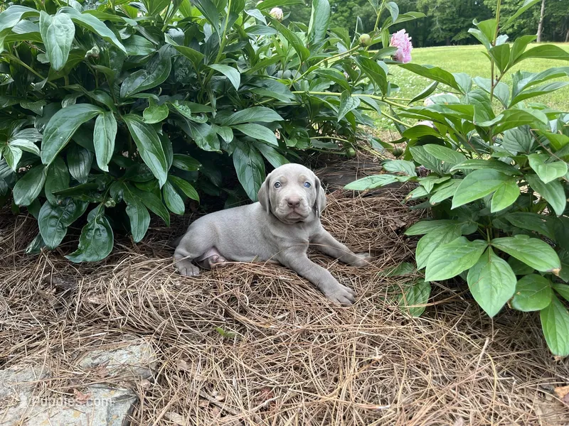 Black Collar Female, a female Weimaraner for sale in Killen, AL – Photo 1 of 1