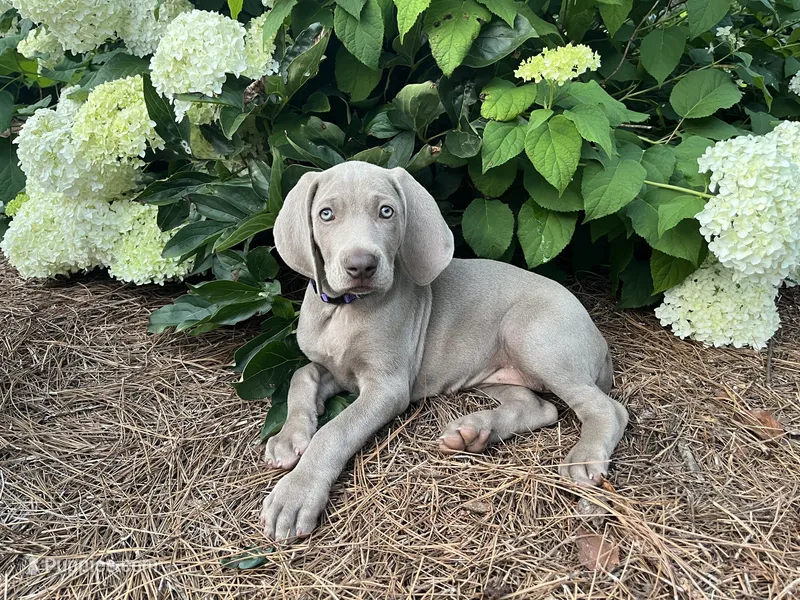 Purple Collar Female – Weimaraner puppy for sale in Killen, AL