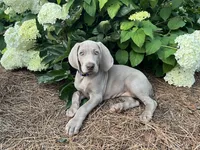 Red Collar Female (Previously Purple Collar), a female Weimaraner for sale in Killen, AL – 3 of 6