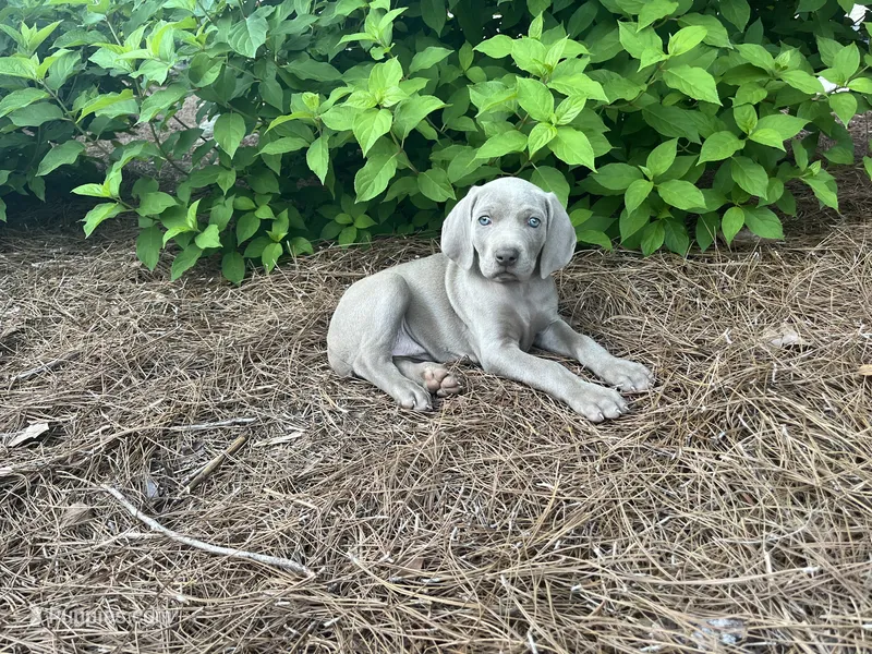 Yellow Collar Female – Weimaraner puppy for sale in Killen, AL