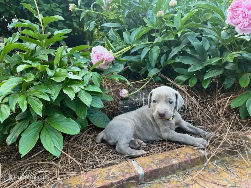 Yellow Collar Female, a female Weimaraner for sale in Killen, AL – Photo 1 of 1