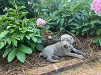 Blue Collar Female (Previously Yellow Collar), a female Weimaraner for sale in Killen, AL – 6 of 6