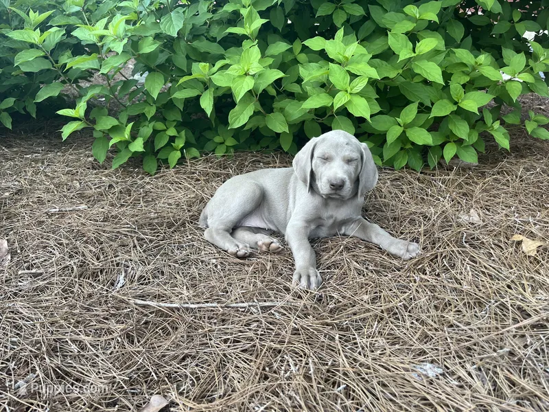 Orange Collar Female – Weimaraner puppy for sale in Killen, AL