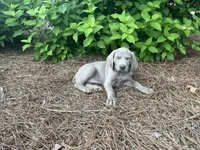 Orange Collar Female, a female Weimaraner for sale in Killen, AL – 5 of 7